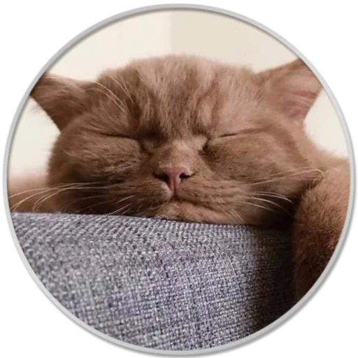 small to medium-sized cats felidae whiskers