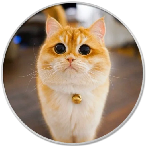 animal small to medium-sized cats domestic cat