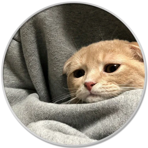 small to medium-sized cats whiskers felidae