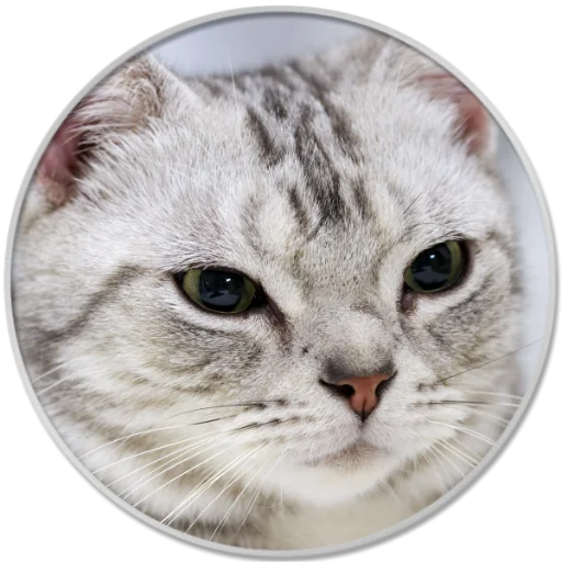 animal mammal small to medium-sized cats