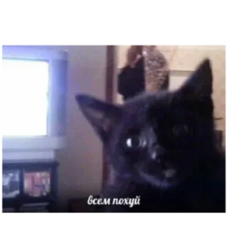 Стикер Залупа - 10