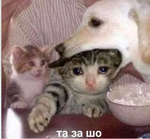 Стикер Zashooooooooo - 1