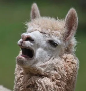 Sticker Ta za sho - 11