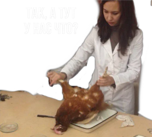 Sticker Zav_Gafff - 1