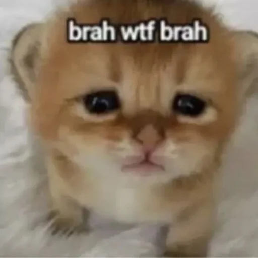 Стикер Zaxaditevchatil - 1