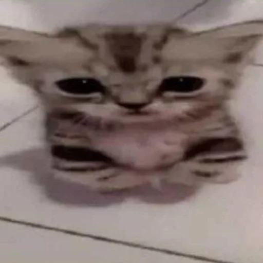 Sticker Zaxaditevchatil - 1