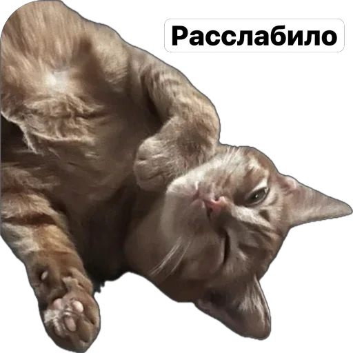 Стикер Zaymemopack - 1