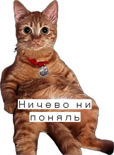 Sticker Zaymemopack - 1