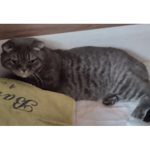 Заюн-мазаюн | @m1khailbr_stickerbot - 