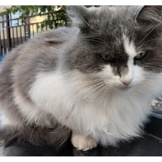 Стикер Заюн-мазаюн | @m1khailbr_stickerbot - 7