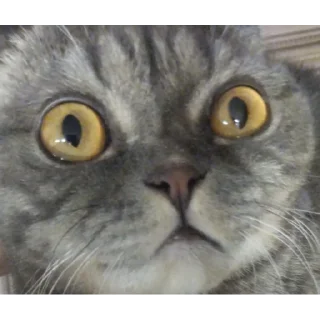 Стикер Заюн-мазаюн | @m1khailbr_stickerbot - 4