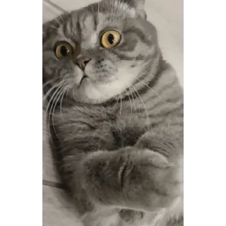 Стикер Заюн-мазаюн | @m1khailbr_stickerbot - 9