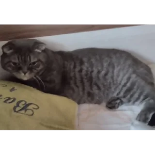 Стикер Заюн-мазаюн | @m1khailbr_stickerbot - 10