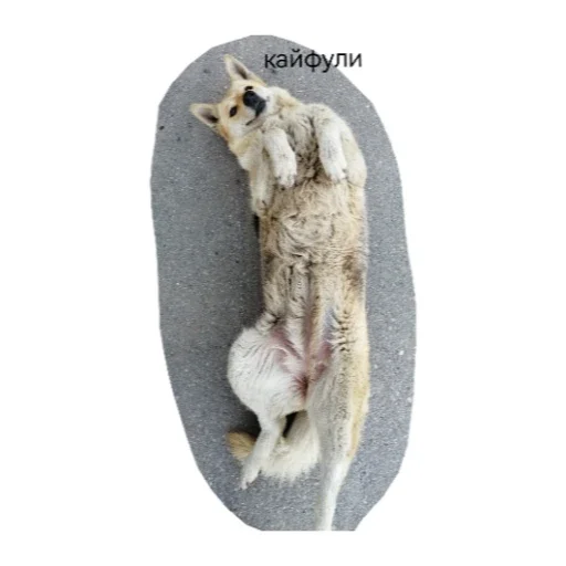 Стикер Zazddg - 1