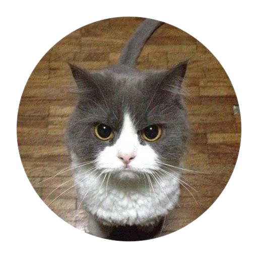 cat mammal small to medium-sized cats