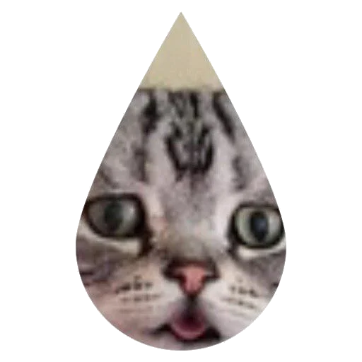 mammal felidae small to medium-sized cats