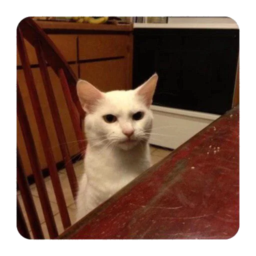 small to medium-sized cats domestic cat cat