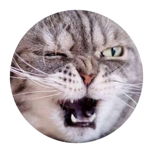 mammal animal felidae