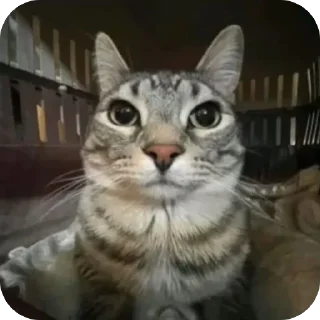 Стикер Zazu by @mrduwg - 10