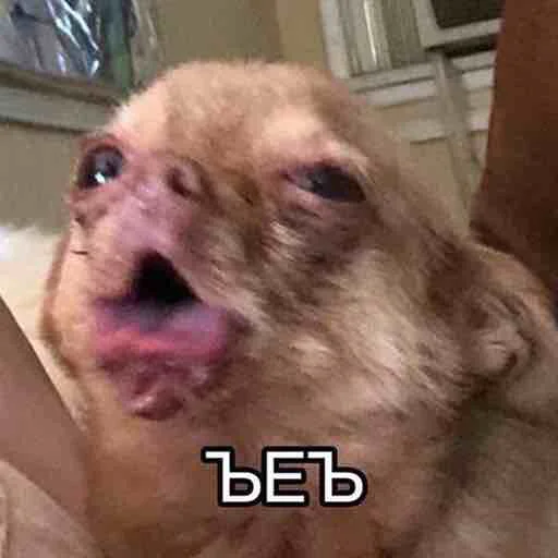 животное млекопитающее собака