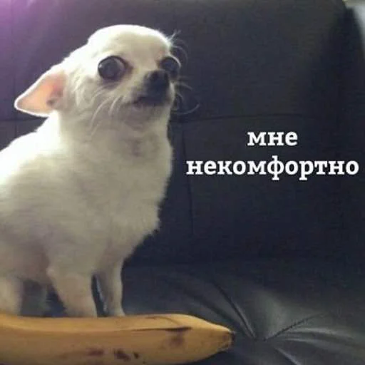 домашнее животное банан комнатный