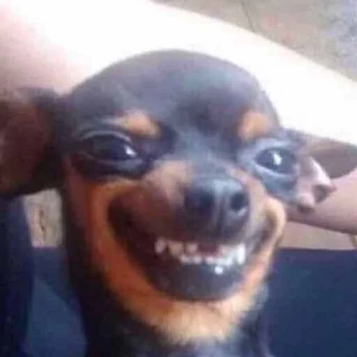 млекопитающее животное порода собак