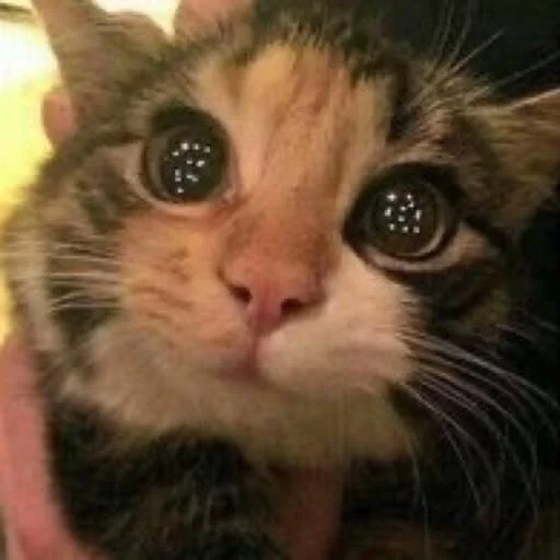 животное млекопитающее кошка