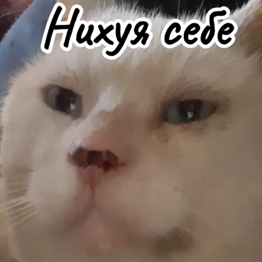 животное млекопитающее кошка