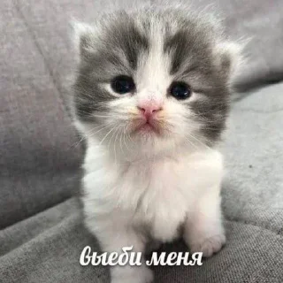 Sticker ZegintStickV2 - 11