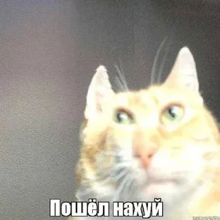 Sticker ZegintStickV2 - 10