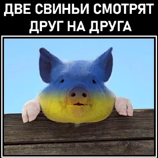 Стикер Зеля Хуйло - 4