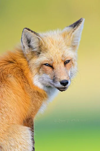 Стикер ZenYut - 1