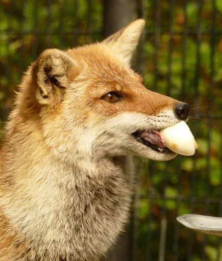 Стикер ZenYut - 1