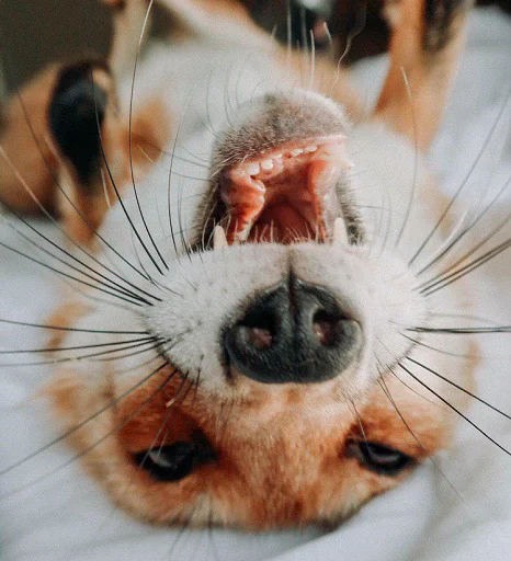 Стикер ZenYut - 1