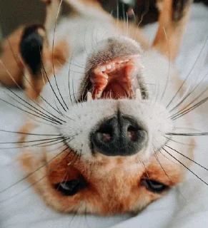 Стикер Zen'Yut Expressions - 8