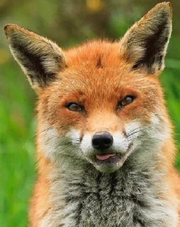 Стикер Zen'Yut Expressions - 11