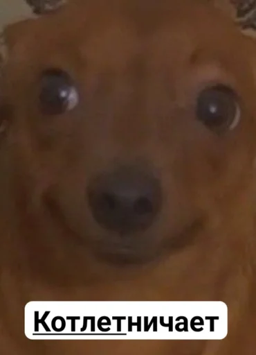 млекопитающее животное собака