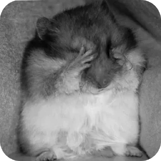 Стикер Зевс - 6