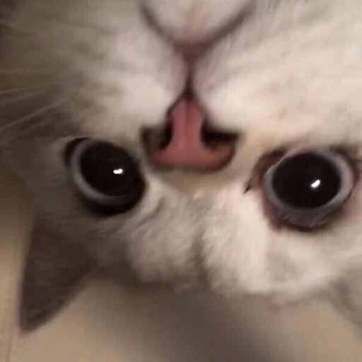 кошка млекопитающее животное