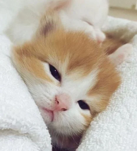 млекопитающее животное кошка