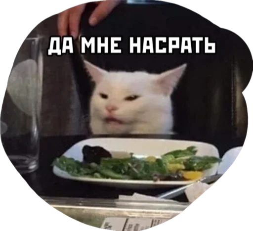 кошка кошки малого и среднего размера кошачьи