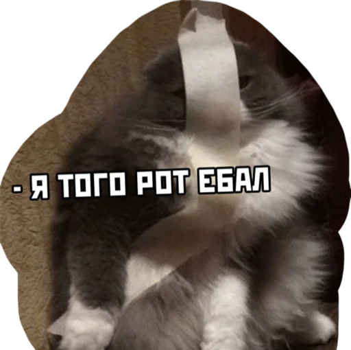 кошачьи кошки малого и среднего размера мех