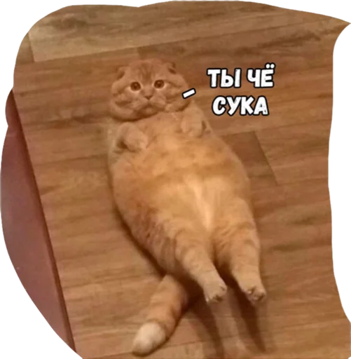 кошки малого и среднего размера кошачьи СМС