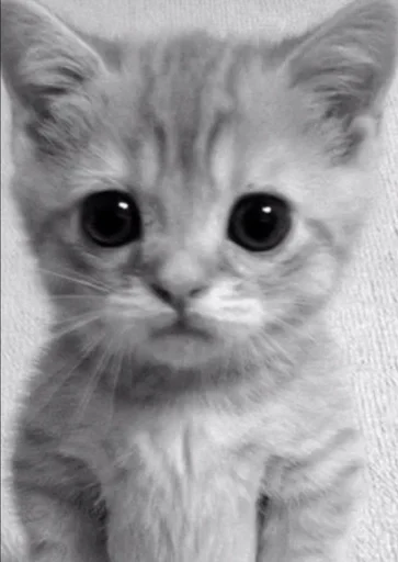 животное млекопитающее кошка