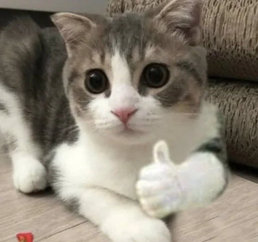 животное млекопитающее кошка