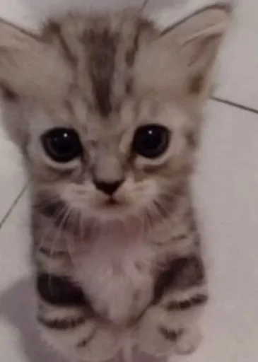 млекопитающее животное кошка