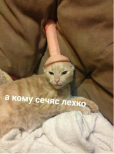 комнатный кошки малого и среднего размера кошка