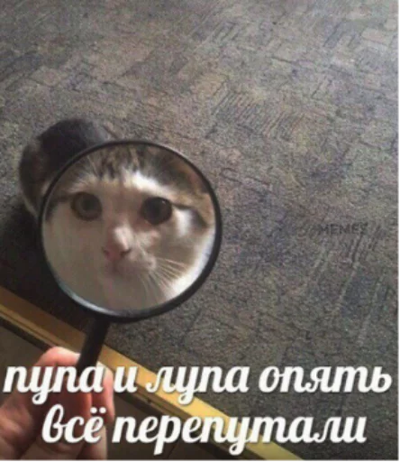 животное кошка ручное стекло