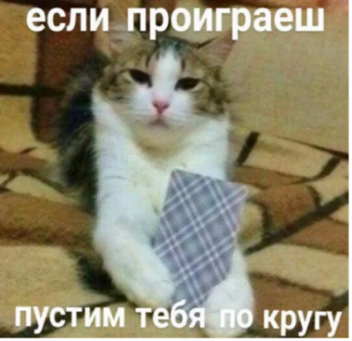 СМС млекопитающее кошка