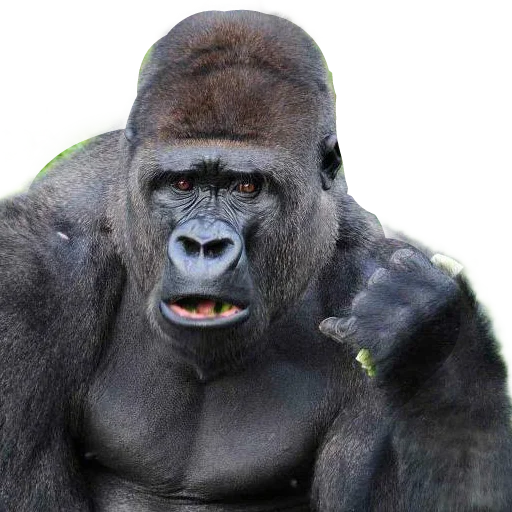 mammal primate animal